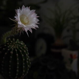 Surprise :)