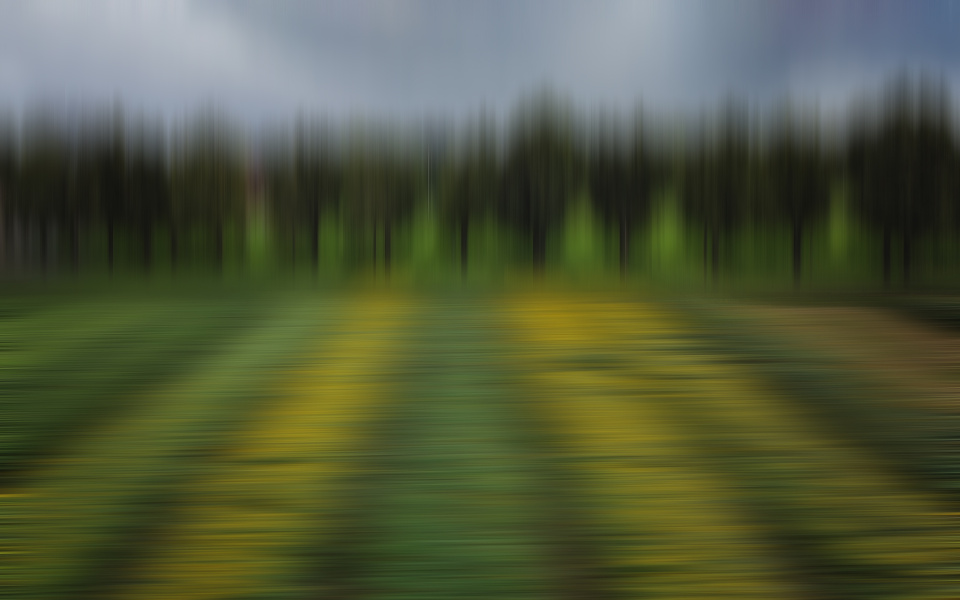 Sunflower fields