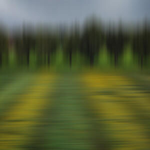 Sunflower fields