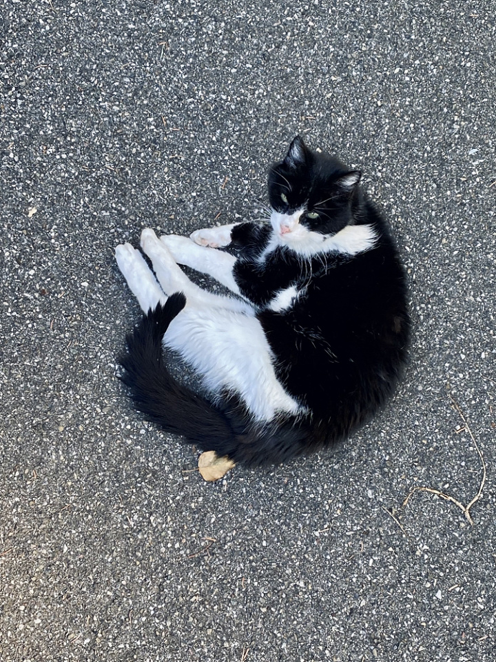 Basking in the sun