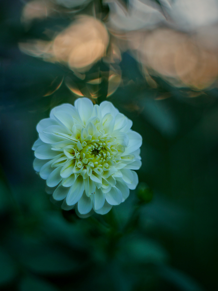In the evening light