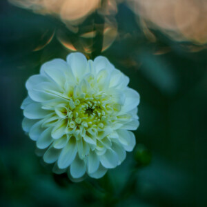 In the evening light