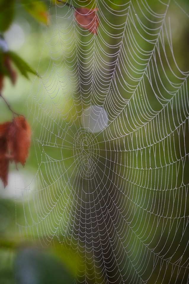 Autumn cobweb