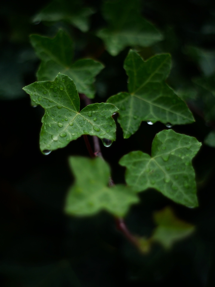 Rainy day