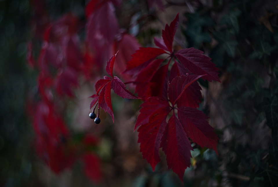 Autumn colours
