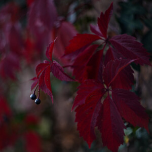 Autumn colours