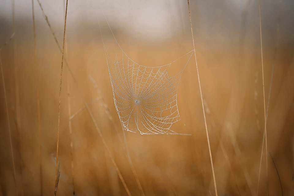 Foggy morning