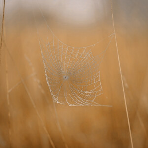 Foggy morning