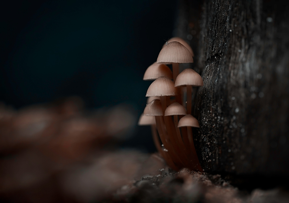 Autumn in the woods