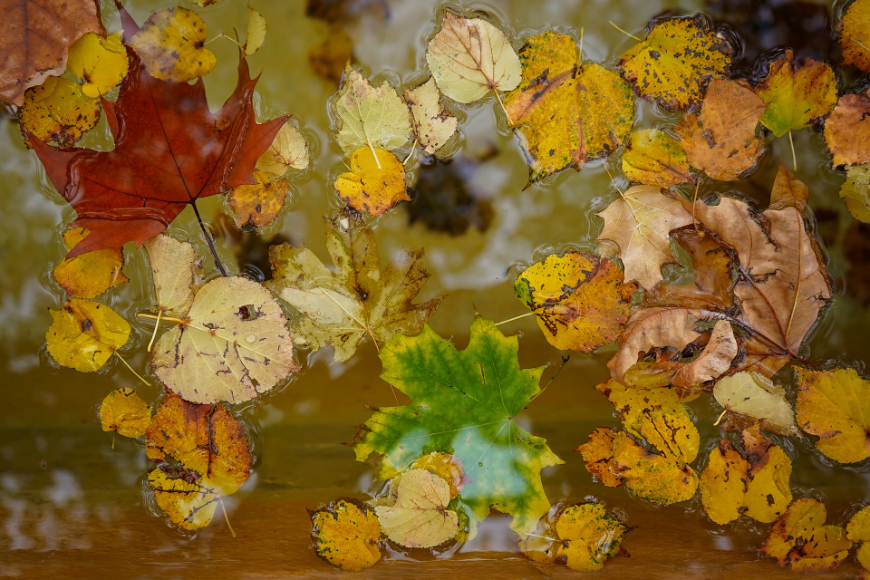Autumn leaves