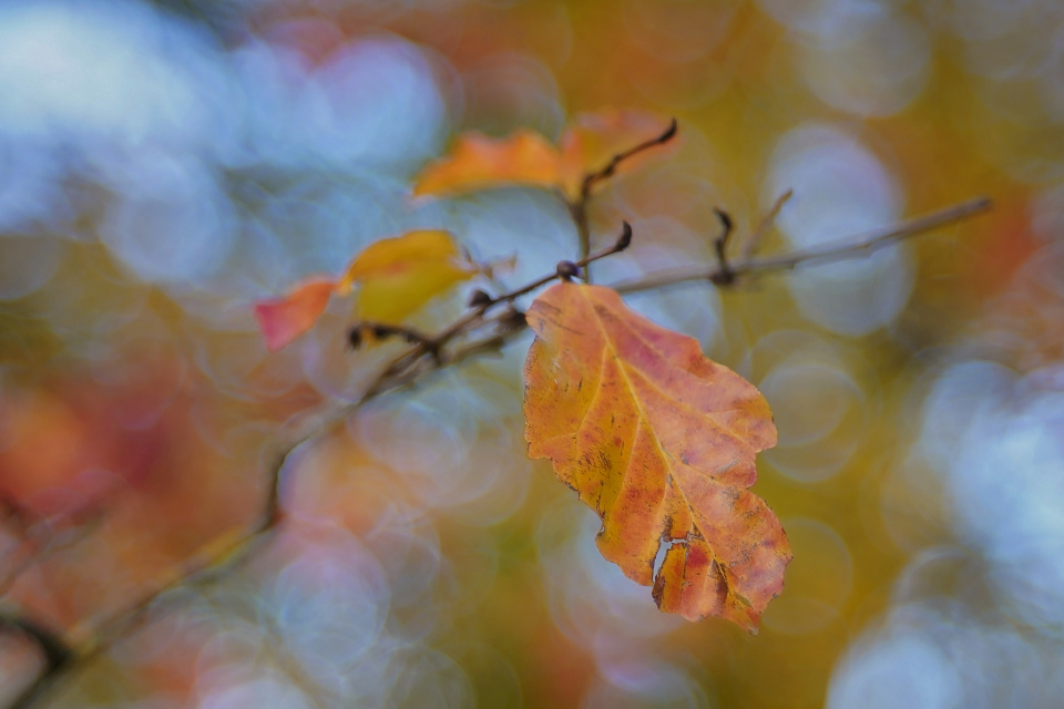 Colourful leaves