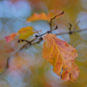 Colourful leaves