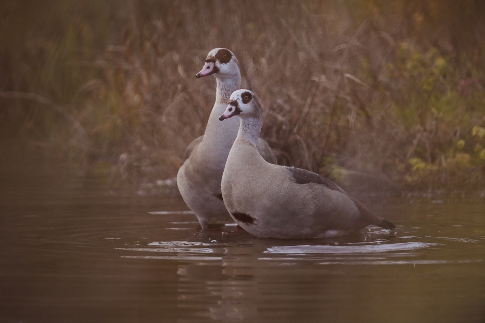 A pair of geese
