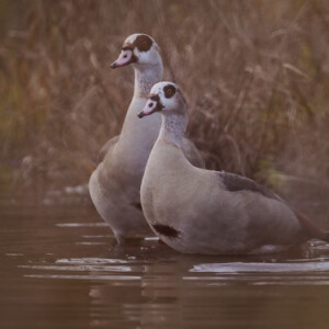 A pair of geese
