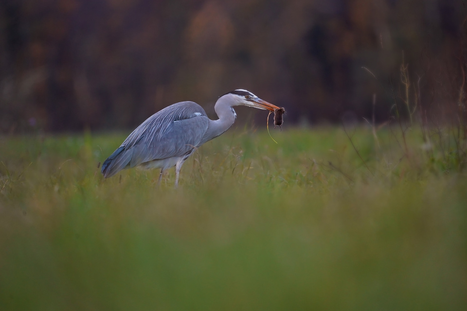 Dinner time