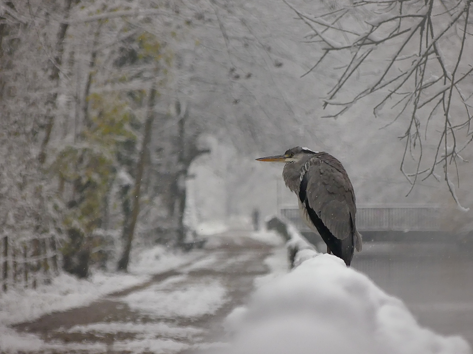 Let it snow