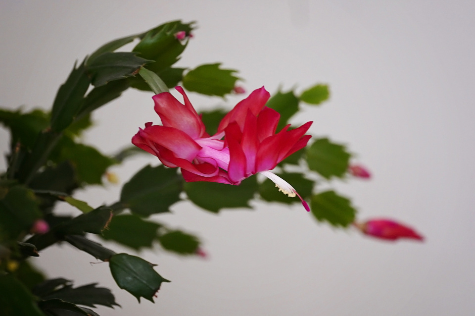 In bloom