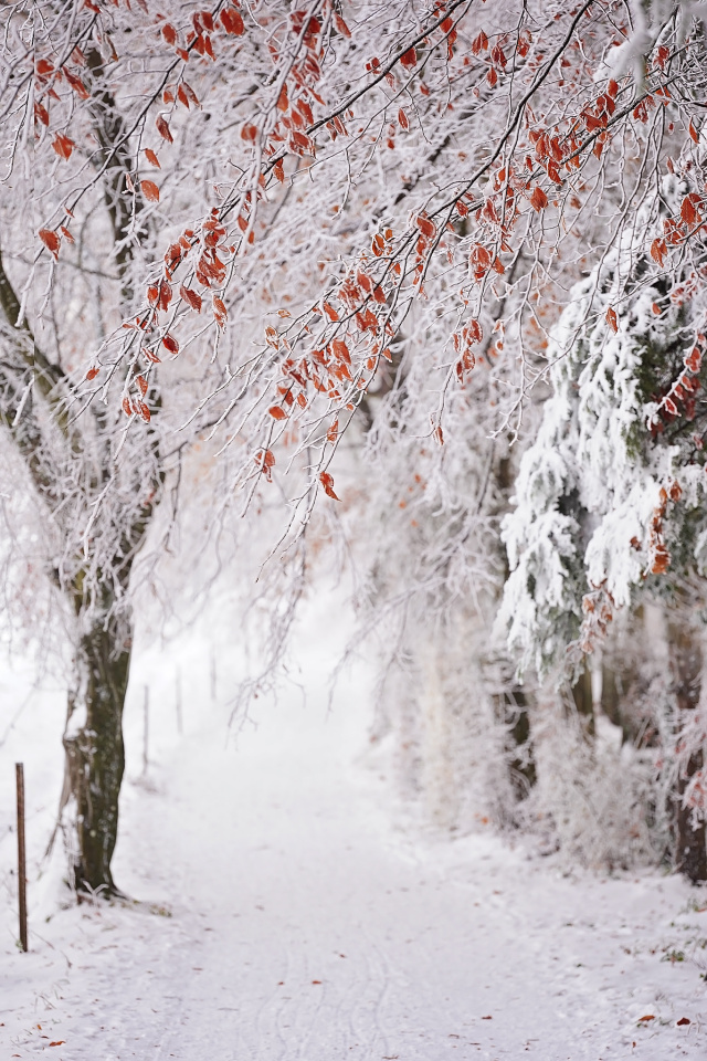 Winter walk