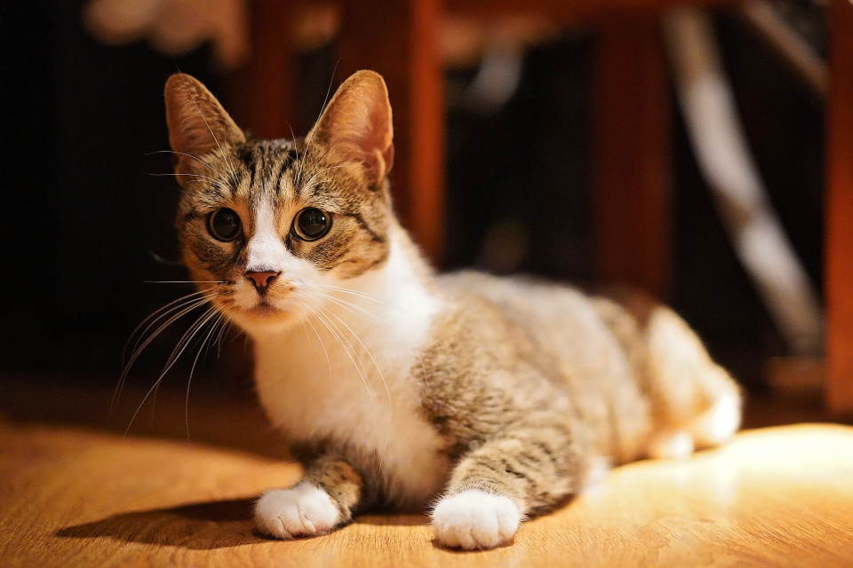 Whisky