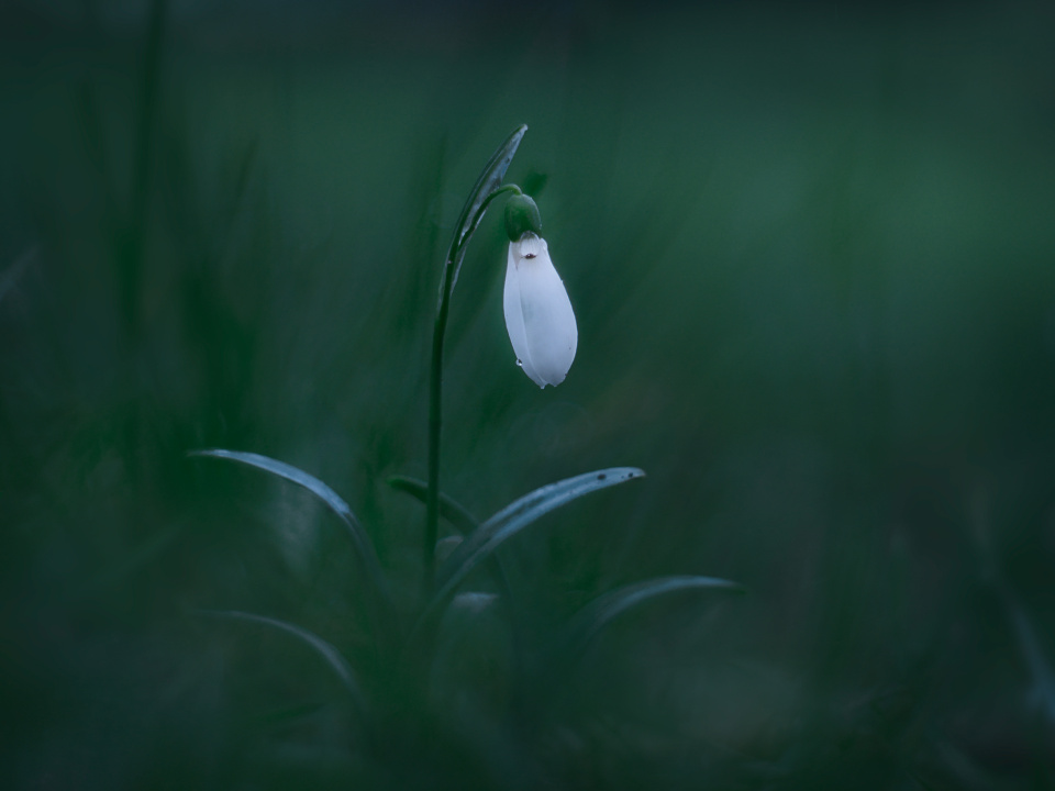 Snowdrops