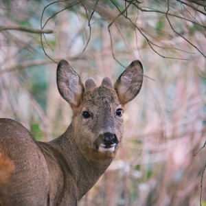 Hiding in the bushes