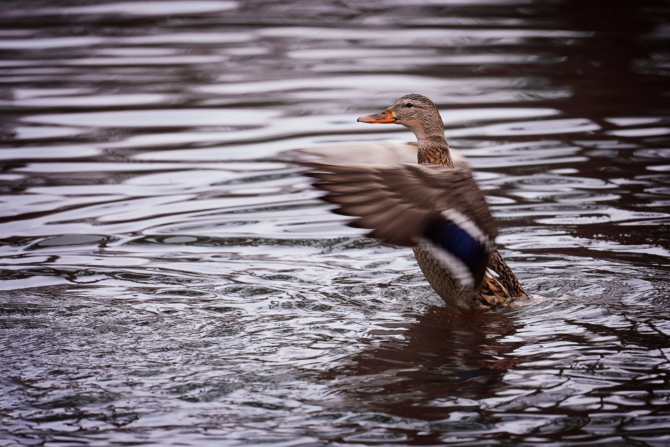 At the duck pond