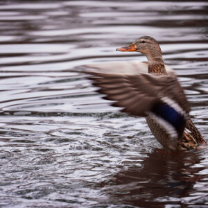 At the duck pond