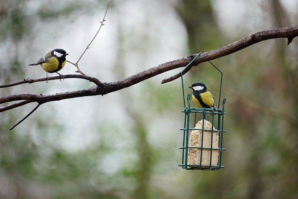 Bird feeder