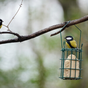 Bird feeder