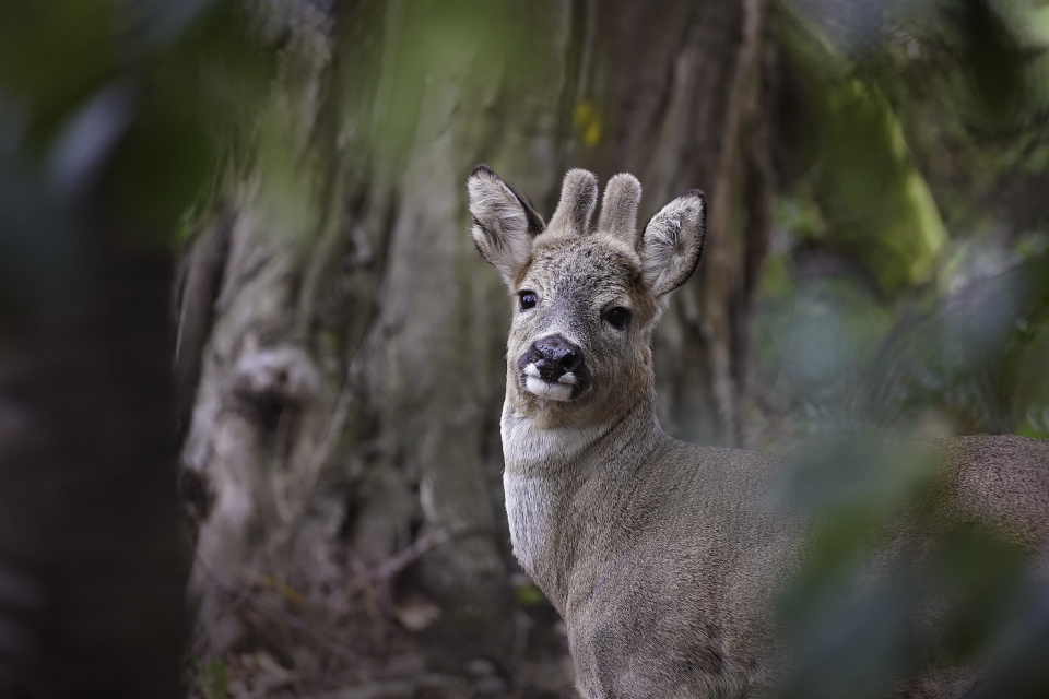 Deer safari