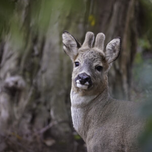 Deer safari