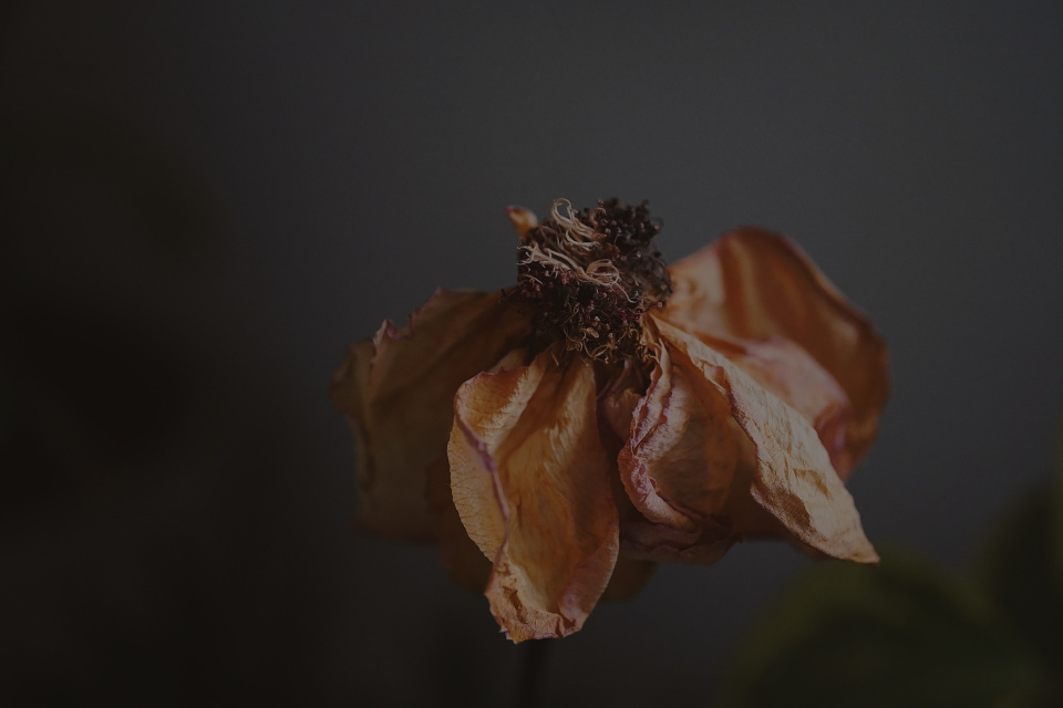 A wilted rose