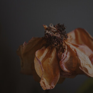 A wilted rose
