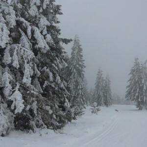 A foggy day