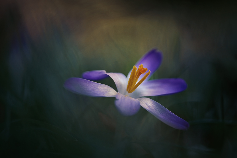 First crocus