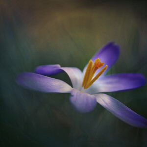 First crocus