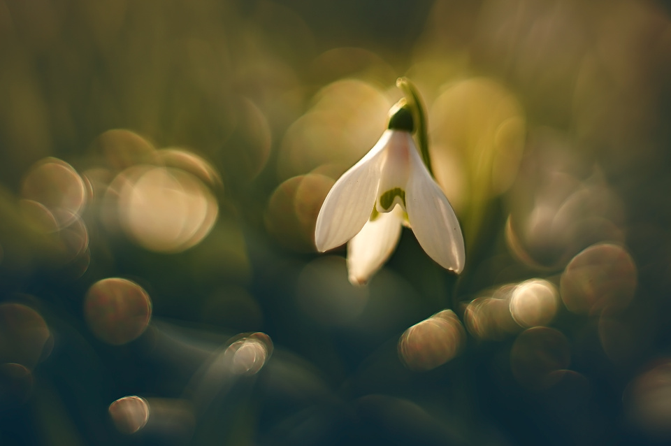 Snowdrop