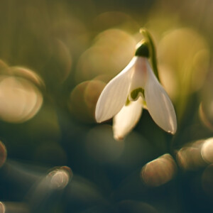 Snowdrop