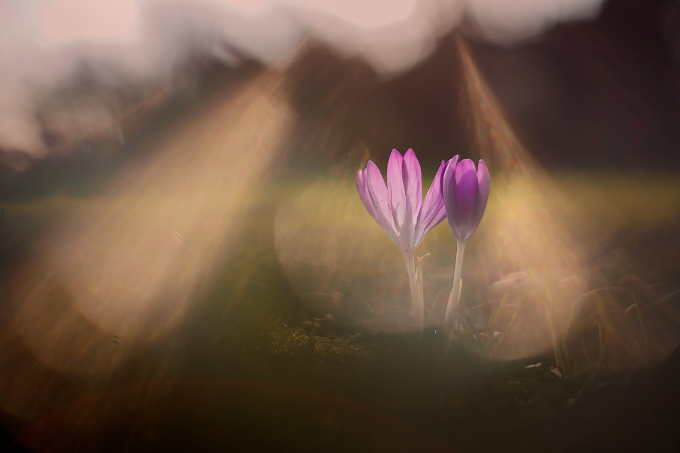 Hallo spring