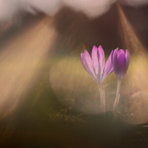 Hallo spring