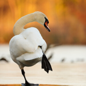 Walking on ice