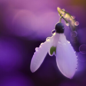 Spring flowers