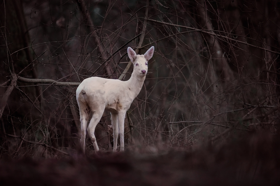 Albino deer