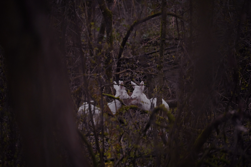 Albino deer x 2