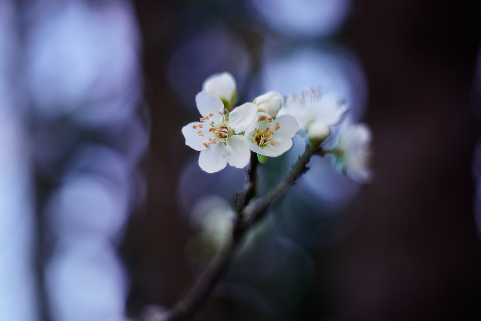 Spring blossom