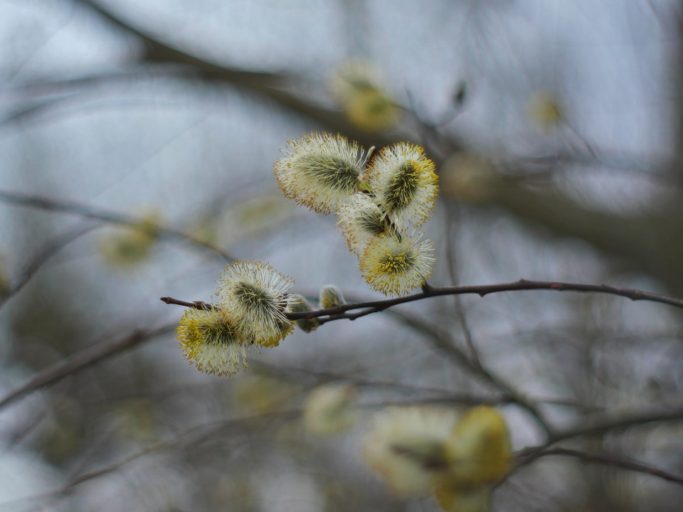 Spring
