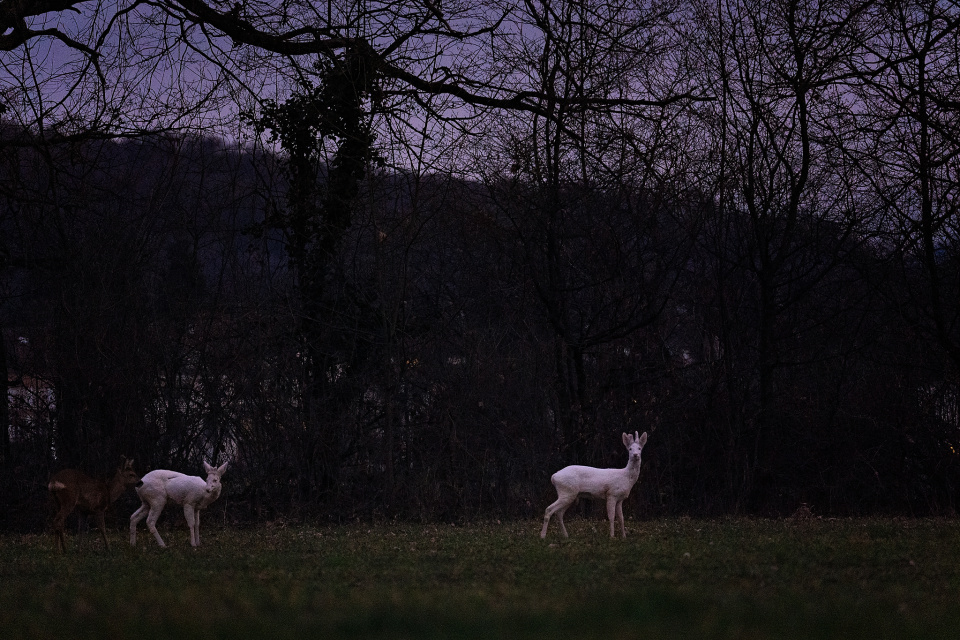 Out of the woods