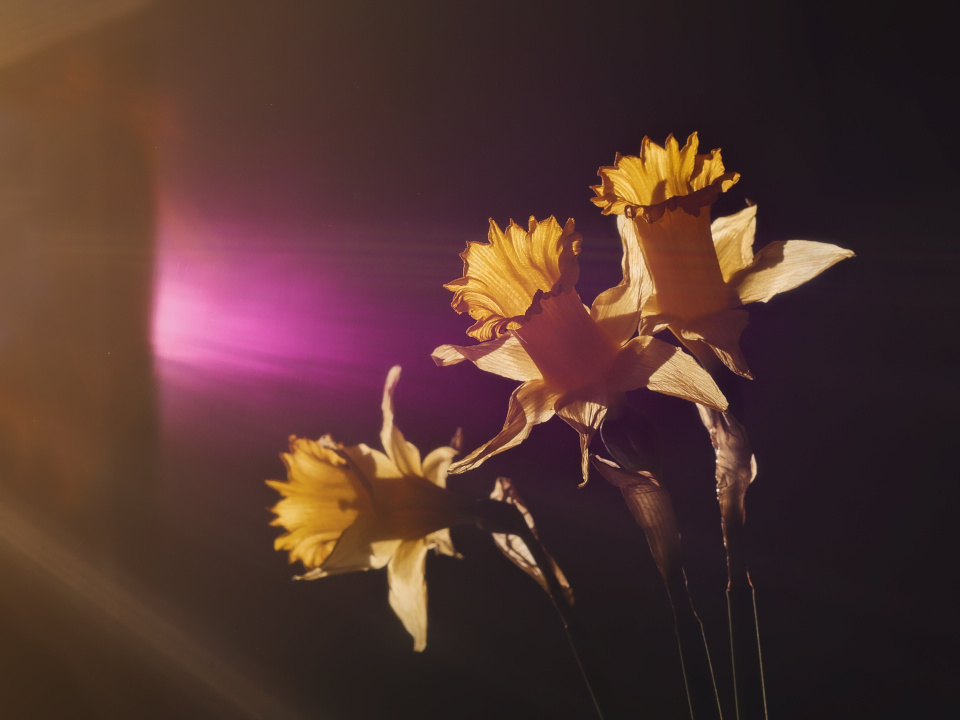 Sun flare