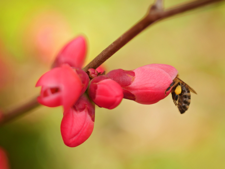 A busy bee