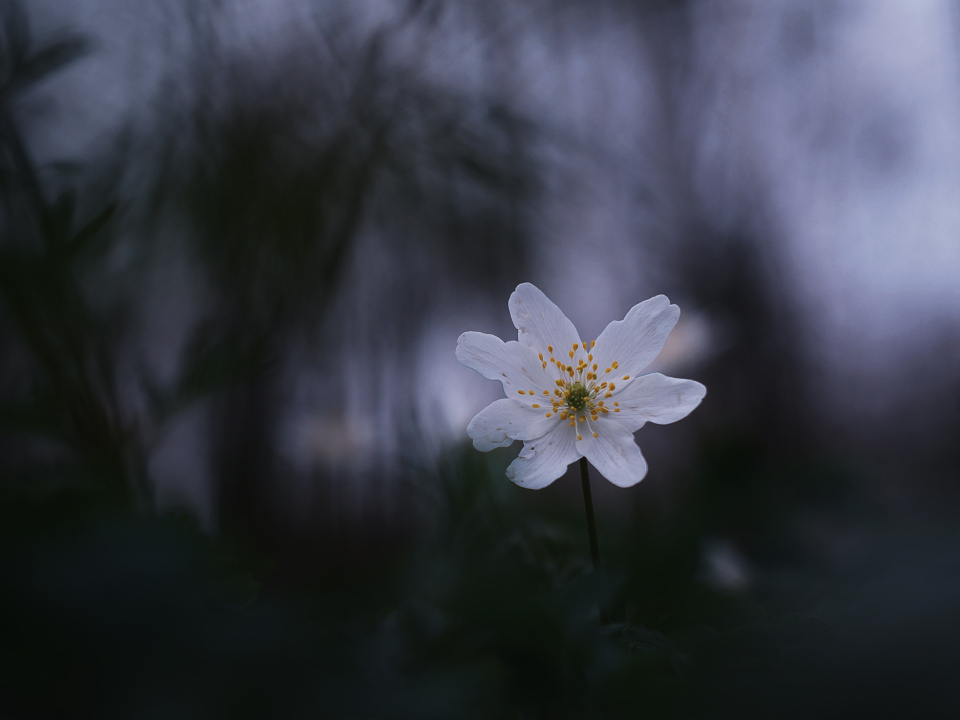 Spring in the woods